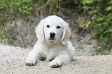 GOLDEN RETRIEVER 772